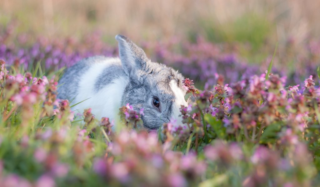 Обои цветы, боке, мордочка, лето, взгляд, поляна, кролик, заяц, зайчик, flowers, bokeh, muzzle, summer, look, glade, rabbit, hare, bunny разрешение 3888x2592 Загрузить