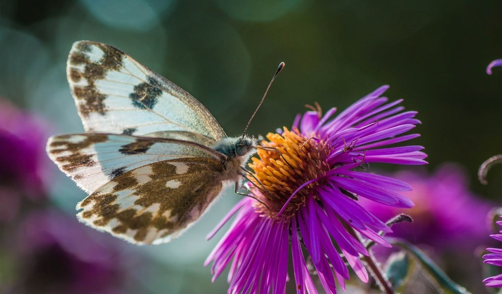 Обои цветы, природа, макро, насекомое, бабочка, крылья, боке, flowers, nature, macro, insect, butterfly, wings, bokeh разрешение 3000x2000 Загрузить