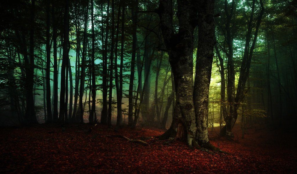 Обои деревья, лес, туман, ветки, листва, осень, trees, forest, fog, branches, foliage, autumn разрешение 3840x2160 Загрузить