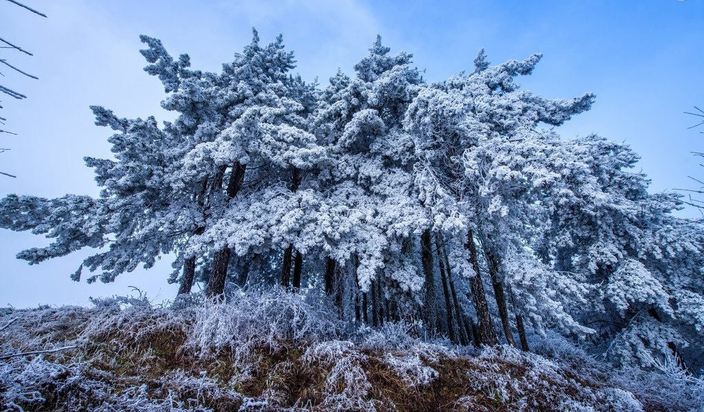 Обои деревья, снег, осень, trees, snow, autumn разрешение 3840x2160 Загрузить