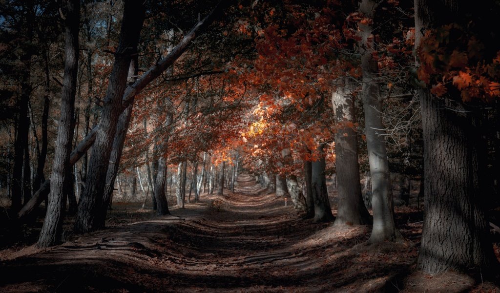 Обои лес, осень, forest, autumn разрешение 3840x2160 Загрузить