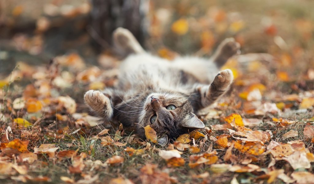 Обои листья, кот, осень, leaves, cat, autumn разрешение 1920x1199 Загрузить