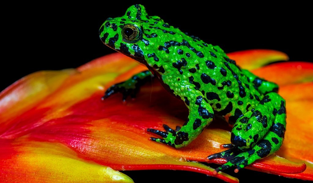 Обои макро, лягушка, черный фон, растение, зеленая, пятнистая, macro, frog, black background, plant, green, spotted разрешение 3840x2556 Загрузить