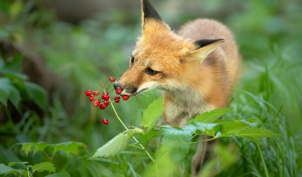 Обои морда, трава, зелень, поза, рыжая, лиса, ягоды, нюхает, face, grass, greens, pose, red, fox, berries, sniffing разрешение 3840x2560 Загрузить