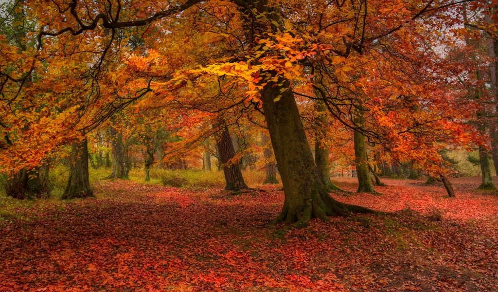 Обои деревья, природа, листья, парк, осень, листопад, trees, nature, leaves, park, autumn, falling leaves разрешение 3840x2160 Загрузить