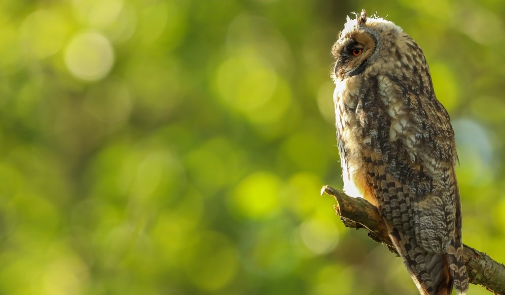 Обои сова, профиль, птица, сук, боке, owl, profile, bird, bitches, bokeh разрешение 5991x4266 Загрузить