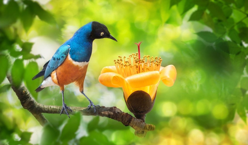 Обои ветка, fuyi chen, природа, дерево, цветок, листва, птица, тайвань, боке, branch, nature, tree, flower, foliage, bird, taiwan, bokeh разрешение 2000x1333 Загрузить