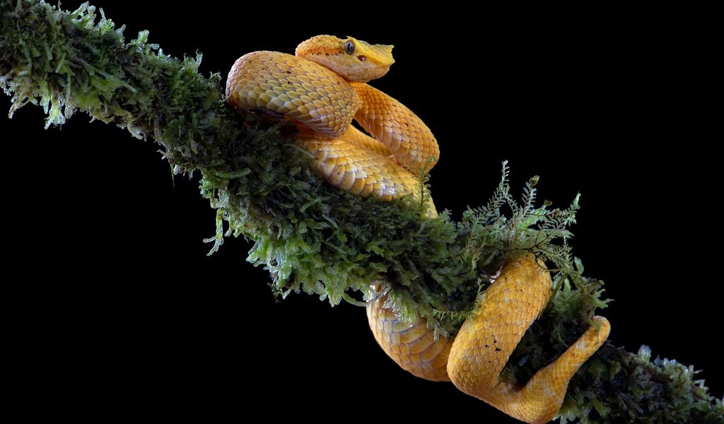 Обои ветка, змея, мох, черный фон, жёлтая, branch, snake, moss, black background, yellow разрешение 3840x2556 Загрузить