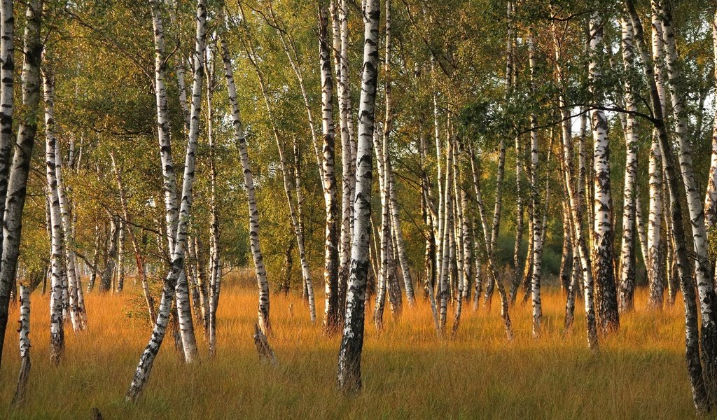 Обои березы, осень, роща, birch, autumn, grove разрешение 3840x2160 Загрузить