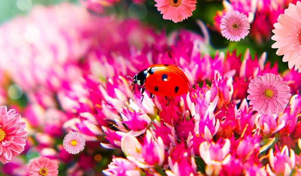 Обои цветы, жук, макро, божья коровка, боке, flowers, beetle, macro, ladybug, bokeh разрешение 2880x1620 Загрузить