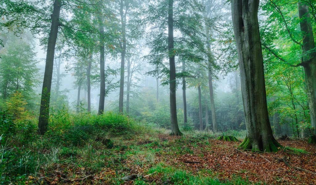 Обои деревья, зелень, лес, туман, ветки, осень, trees, greens, forest, fog, branches, autumn разрешение 5951x3788 Загрузить