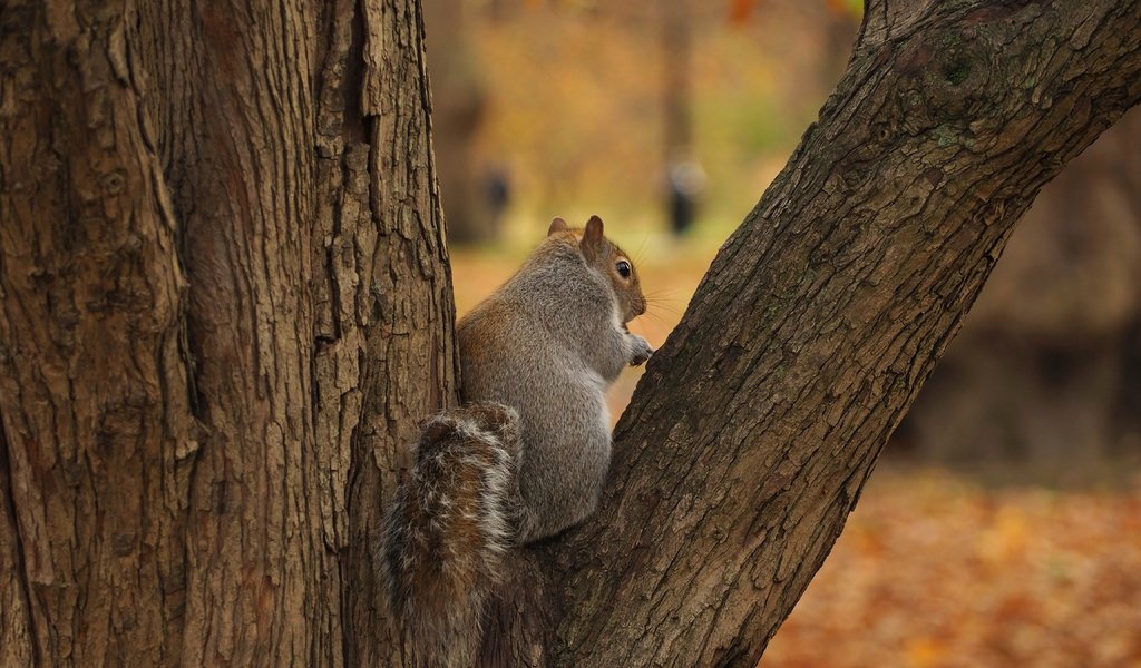 Обои дерево, осень, серая, белка, tree, autumn, grey, protein разрешение 4608x3456 Загрузить