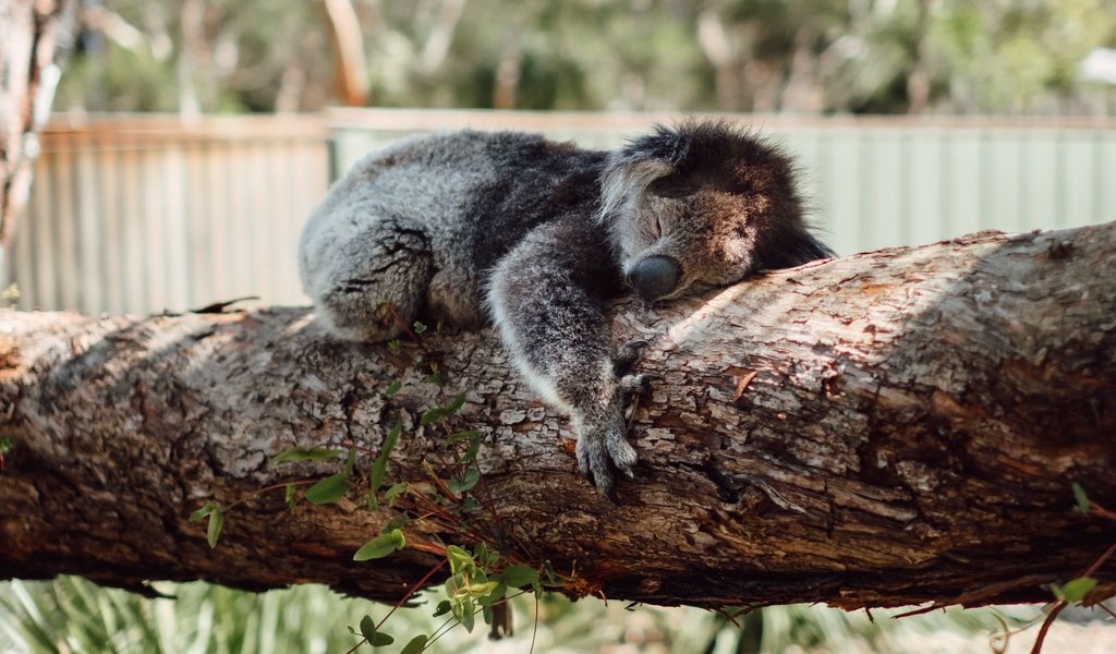 Обои дерево, сон, спит, коала, tree, sleep, sleeping, koala разрешение 1920x1080 Загрузить