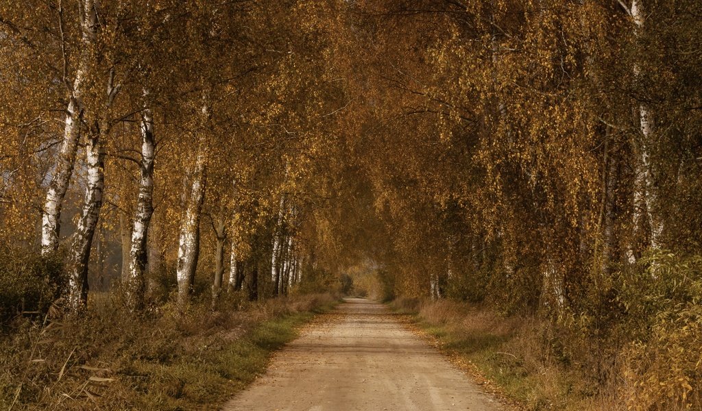 Обои дорога, березы, осень, road, birch, autumn разрешение 3840x2160 Загрузить