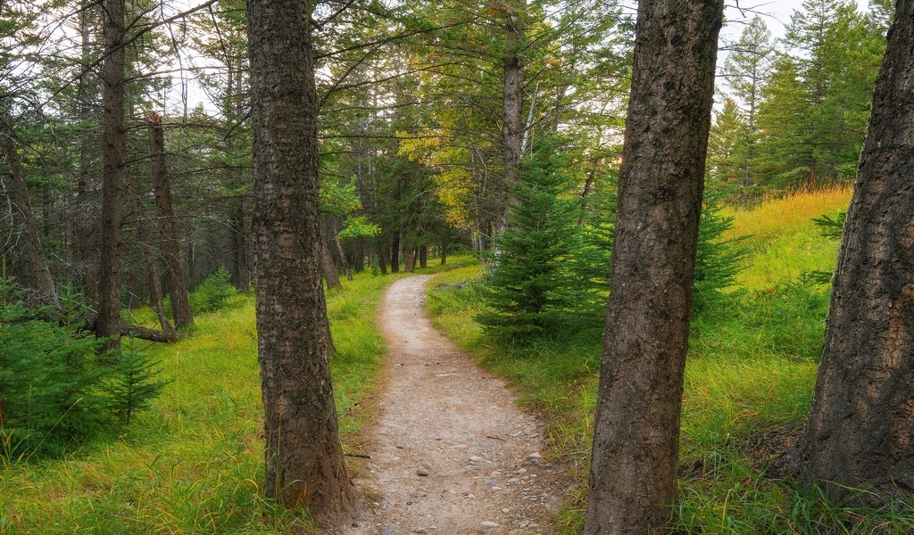 Обои лес, дорожка, тропинка, сосны, ели, forest, track, path, pine, ate разрешение 3840x2160 Загрузить