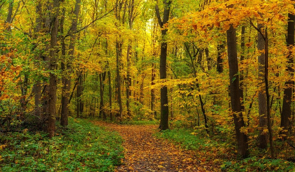 Обои лес, листва, панорама, осень, forest, foliage, panorama, autumn разрешение 6144x2403 Загрузить