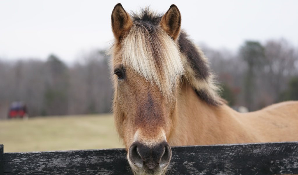 Обои морда, лошадь, портрет, ограждение, конь, грива, face, horse, portrait, the fence, mane разрешение 6000x4000 Загрузить