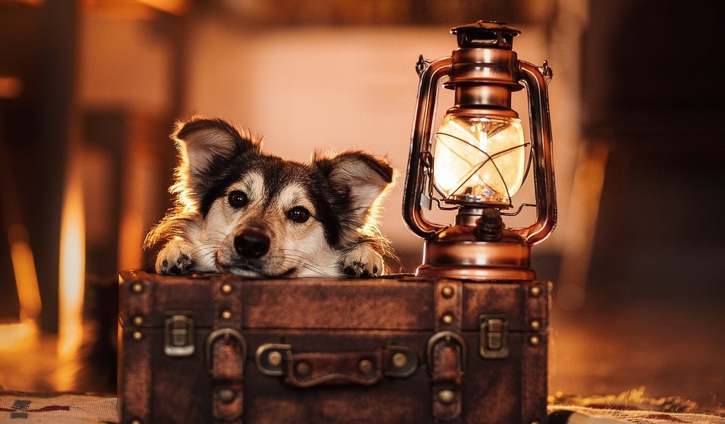 Обои морда, взгляд, лампа, собака, фонарь, чемодан, face, look, lamp, dog, lantern, suitcase разрешение 2048x1365 Загрузить