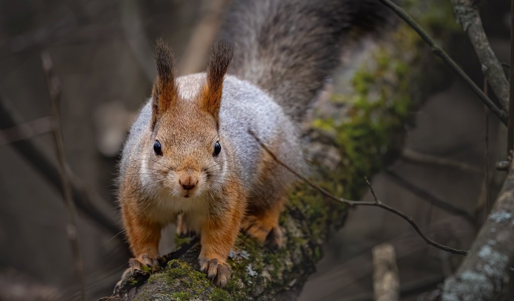 Обои природа, дерево, ветки, животное, белка, зверек, грызун, nature, tree, branches, animal, protein, rodent разрешение 2048x1425 Загрузить