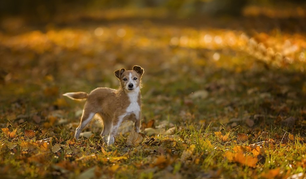 Обои природа, собака, nature, dog разрешение 2048x1366 Загрузить