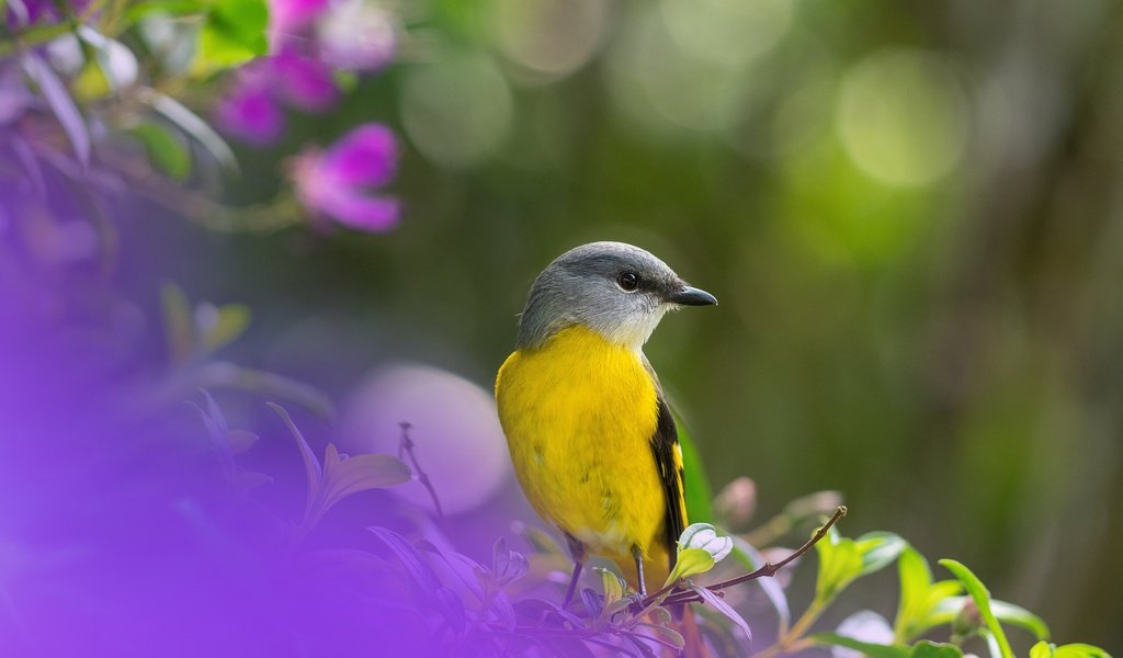 Обои птица, боке, bird, bokeh разрешение 5120x3840 Загрузить