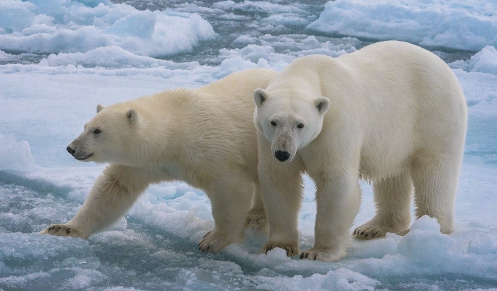 Обои снег, белые медведи, зима, взгляд, лёд, водоем, льдины, медведи, белый медведь, морды, muzzle, snow, polar bears, winter, look, ice, pond, bears, polar bear разрешение 2000x1250 Загрузить