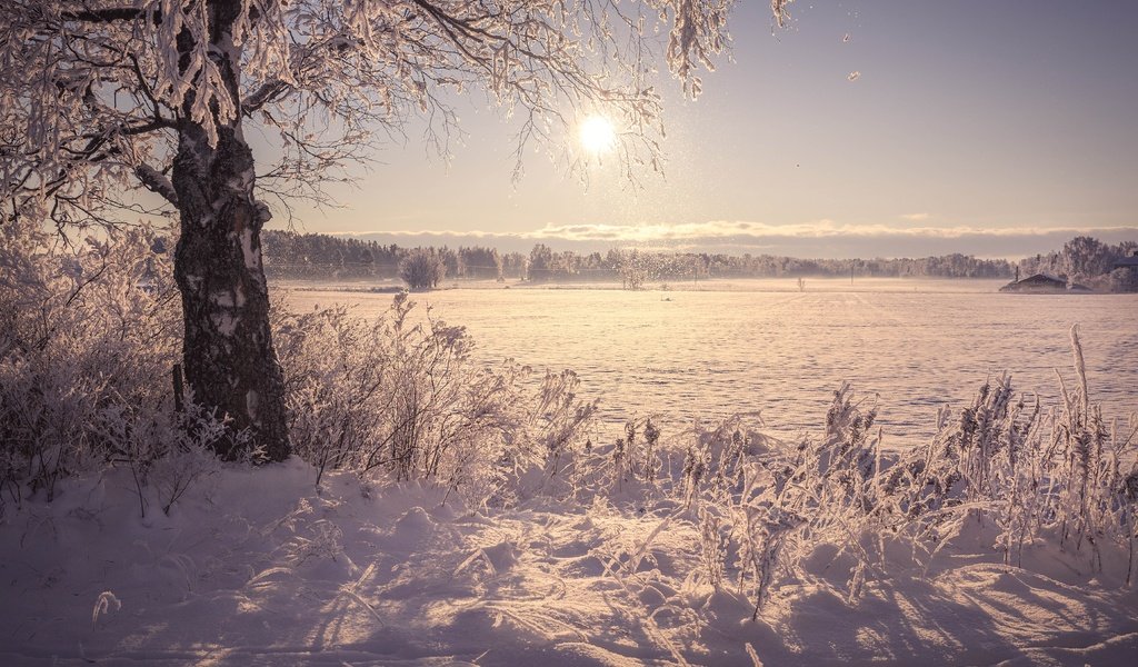 Обои солнце, снег, дерево, берег, зима, утро, поле, иней, the sun, snow, tree, shore, winter, morning, field, frost разрешение 5622x3748 Загрузить