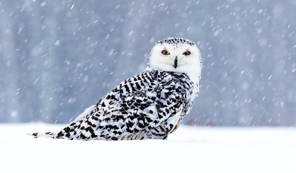 Обои сова, снег, зима, взгляд, птица, боке, снегопад, полярная сова, owl, snow, winter, look, bird, bokeh, snowfall, snowy owl разрешение 5472x3648 Загрузить