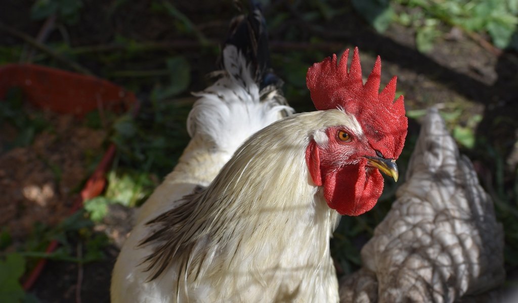 Обои взгляд, птица, боке, петух, look, bird, bokeh, cock разрешение 6000x4000 Загрузить