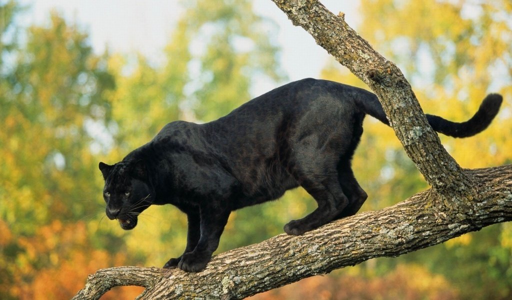 Обои дерево, хищник, пантера, черная, tree, predator, panther, black разрешение 3840x2400 Загрузить