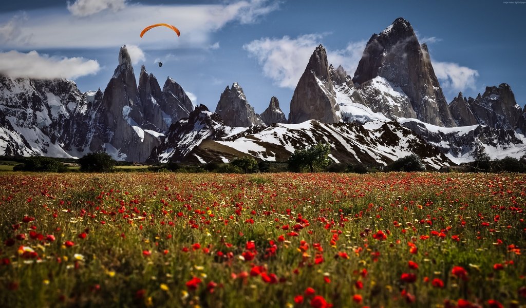 Обои цветы, горы, швейцария, маки, луга, парапланерист, flowers, mountains, switzerland, maki, meadows, paraglider разрешение 3840x2160 Загрузить