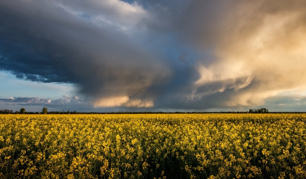 Обои небо, цветы, облака, горизонт, желтые, рапс, the sky, flowers, clouds, horizon, yellow, rape разрешение 3840x2160 Загрузить