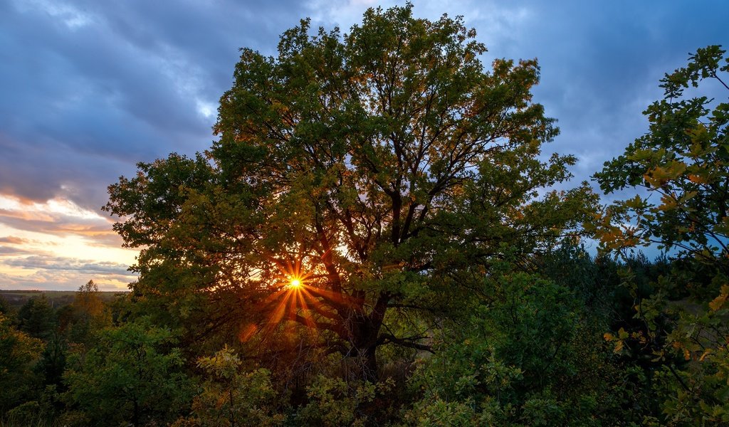 Обои деревья, солнце, природа, закат, лучи, осень, растительность, trees, the sun, nature, sunset, rays, autumn, vegetation разрешение 1920x1280 Загрузить