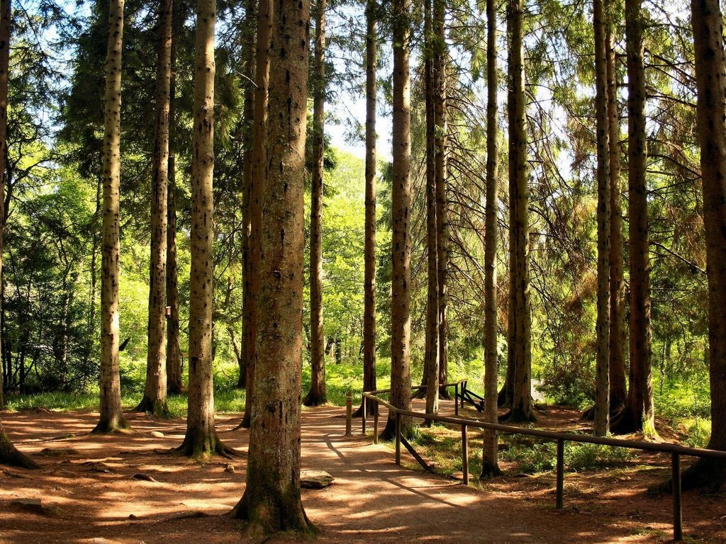 Обои деревья, лес, стволы, ограждение, сосны, тропа, trees, forest, trunks, the fence, pine, trail разрешение 1920x1200 Загрузить