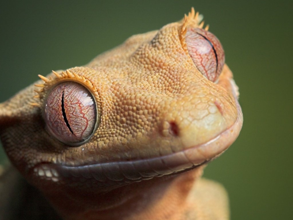 Обои глаза, ящерица, кожа, eyes, lizard, leather разрешение 1920x1080 Загрузить