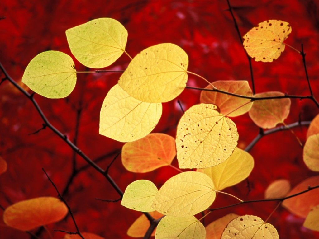 Обои листья, осень, красный, windows 7, семерка, виндовс 7 природа, leaves, autumn, red, seven, windows 7 nature разрешение 1920x1200 Загрузить