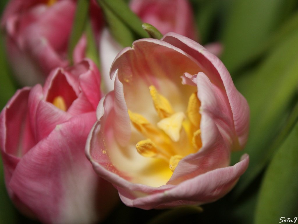 Обои cvety, цветы, vesna, tyulpan, природа, tychinki, макро, лепестки, тычинки, весна, тюльпаны, тюльпан, flowers, nature, macro, petals, stamens, spring, tulips, tulip разрешение 2976x2139 Загрузить