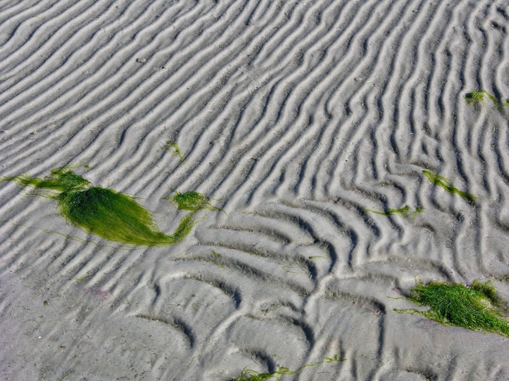 Обои линии, песок, водоросли, line, sand, algae разрешение 1920x1440 Загрузить