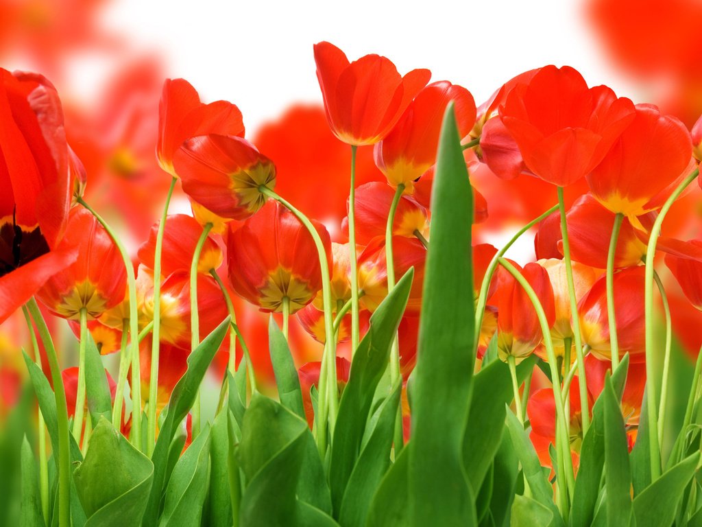 Обои зелень, поле, красных, тюльпанов, greens, field, red, tulips разрешение 2560x1600 Загрузить