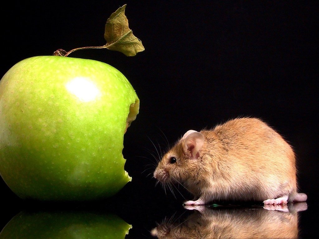 Обои отражение, черный фон, мышь, яблоко, укус, мышка, reflection, black background, mouse, apple, bite разрешение 1920x1200 Загрузить