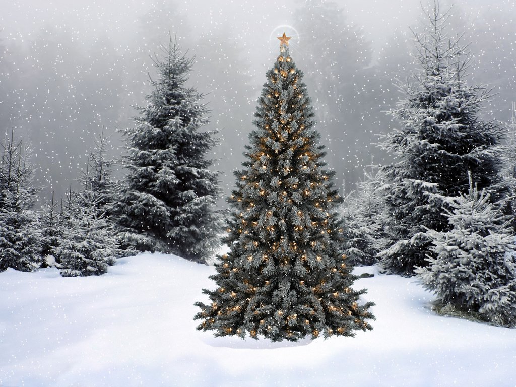 Обои снег, новый год, елка, ель, snow, new year, tree, spruce разрешение 1920x1200 Загрузить
