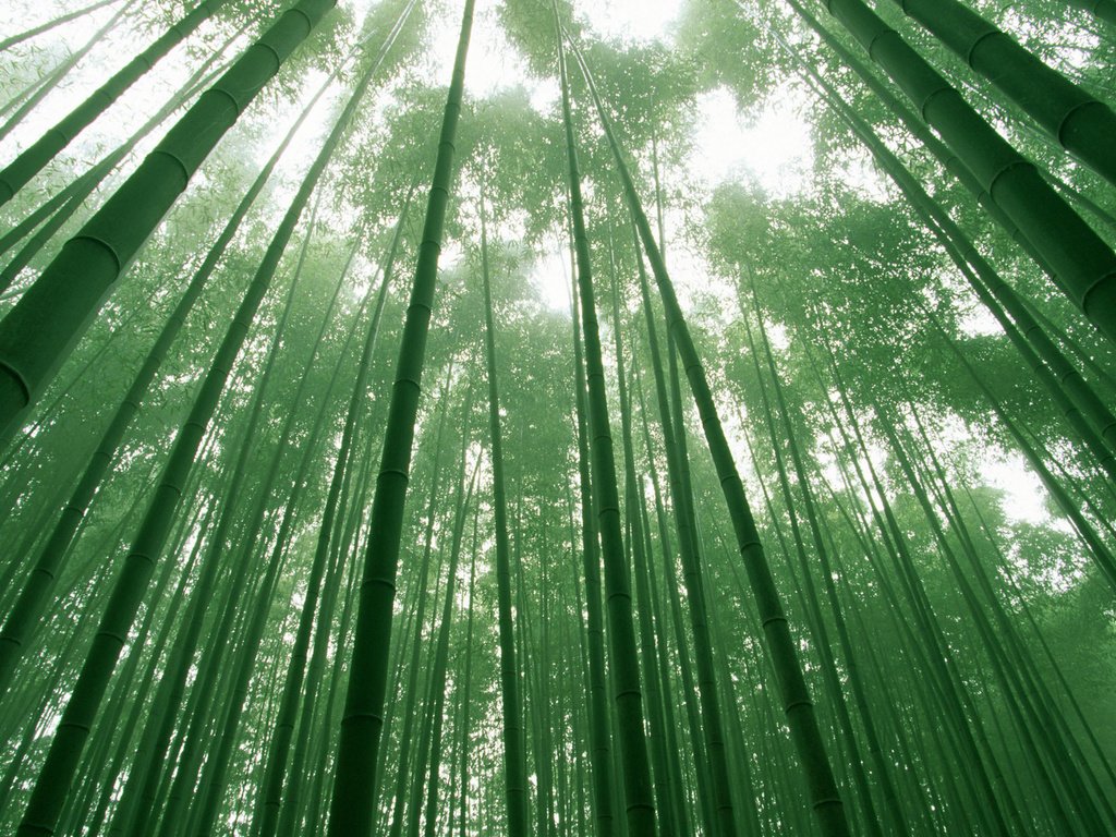 Обои небо, деревья, зелёный, листва, бамбук, the sky, trees, green, foliage, bamboo разрешение 1920x1200 Загрузить