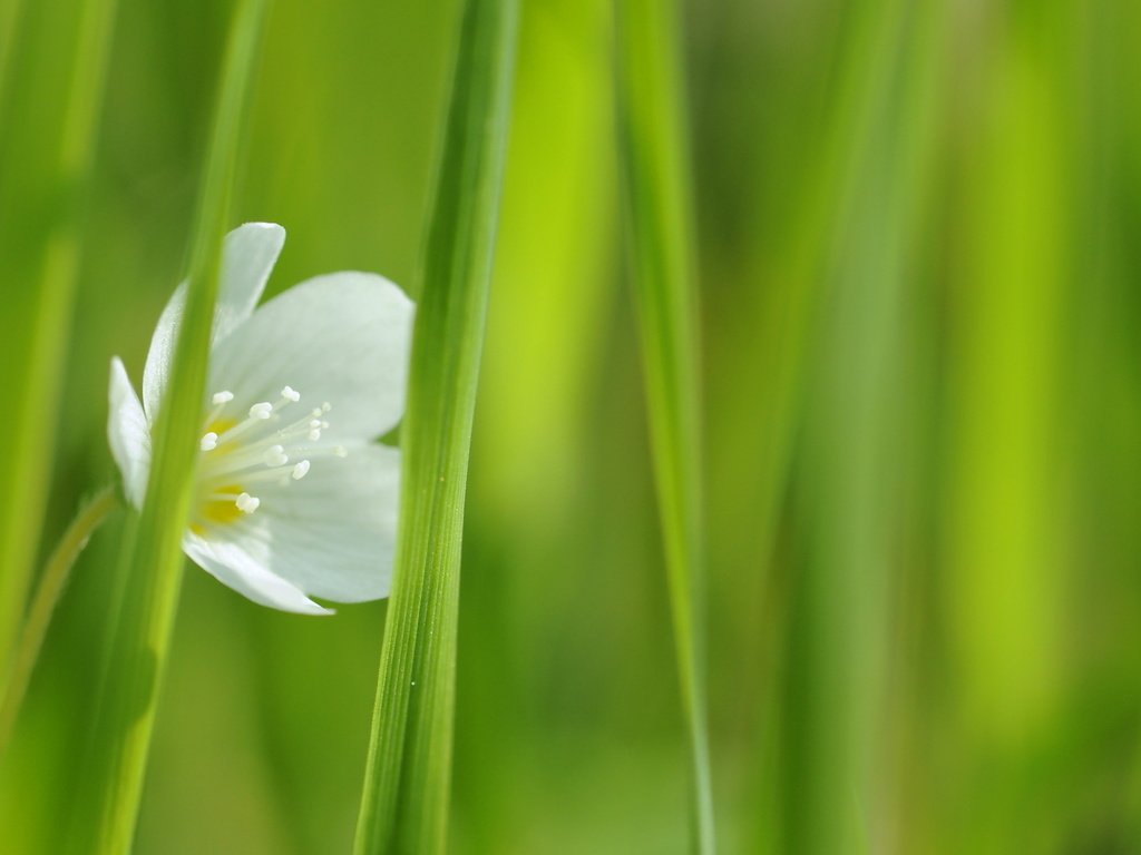 Обои трава, цветок, белый, зеленая, один, grass, flower, white, green, one разрешение 1920x1080 Загрузить