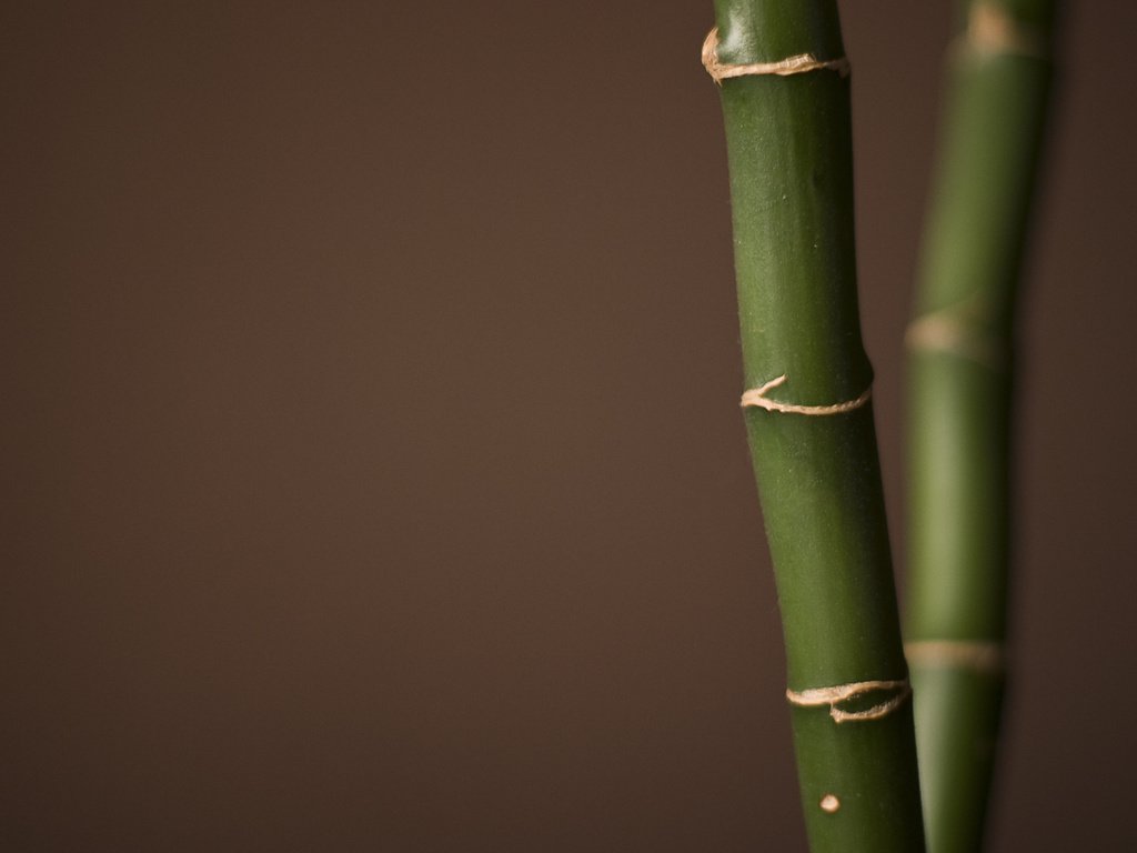 Обои бамбук, bamboo разрешение 1920x1200 Загрузить