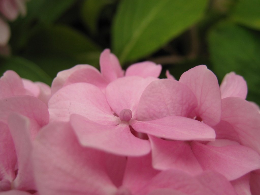 Обои цветы, лепестки, розовые, гортензия, flowers, petals, pink, hydrangea разрешение 1920x1200 Загрузить