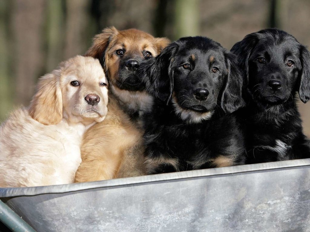 Обои щенки, собаки, телега, ховаварт, говаварт, puppies, dogs, cart, hovawart разрешение 1920x1200 Загрузить