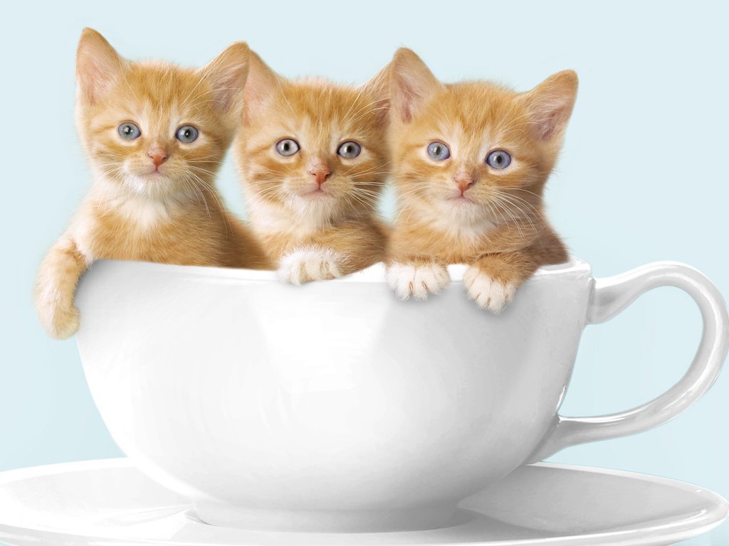 Обои кружка, кошки, котята, рыжие, котята в кружке, mug, cats, kittens, red, kittens in a mug разрешение 1920x1080 Загрузить