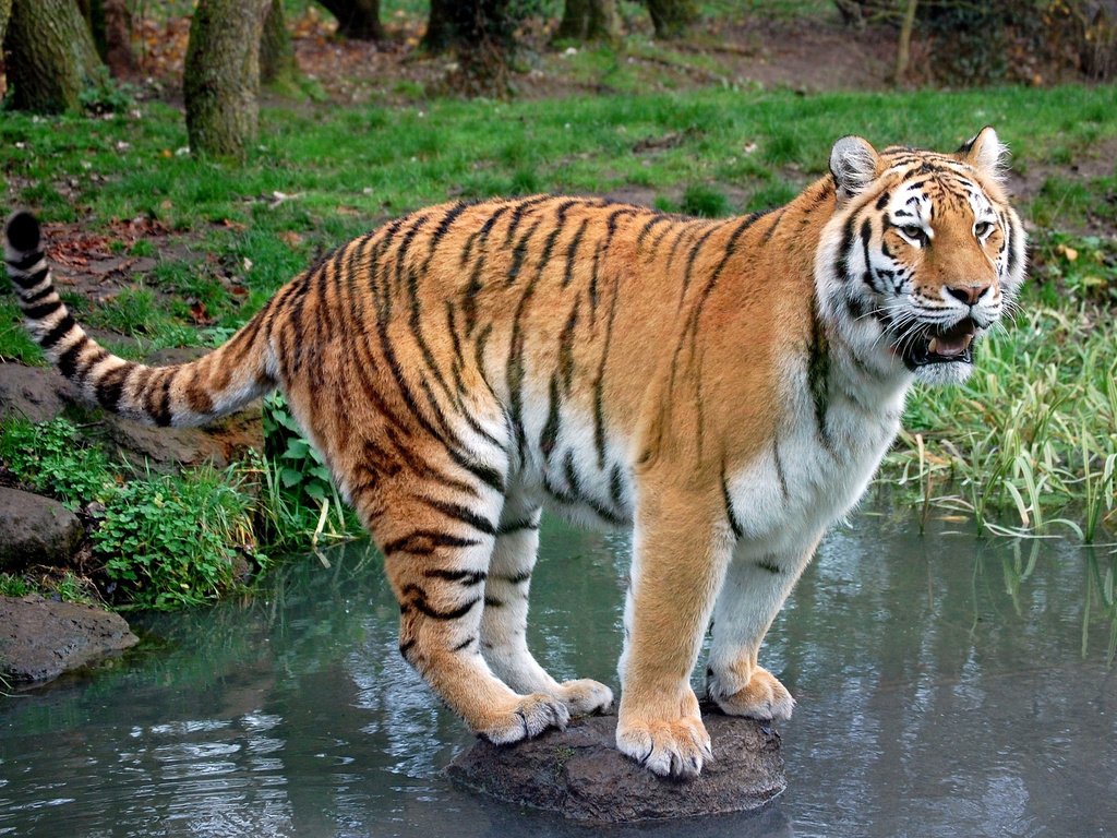 Обои тигр, трава, вода, ручей, хищник, камень, tiger, grass, water, stream, predator, stone разрешение 2500x1660 Загрузить