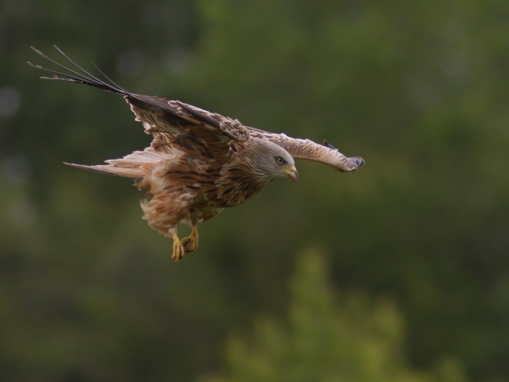 Обои природа, полет, крылья, птица, хищная, nature, flight, wings, bird, predatory разрешение 2048x1366 Загрузить