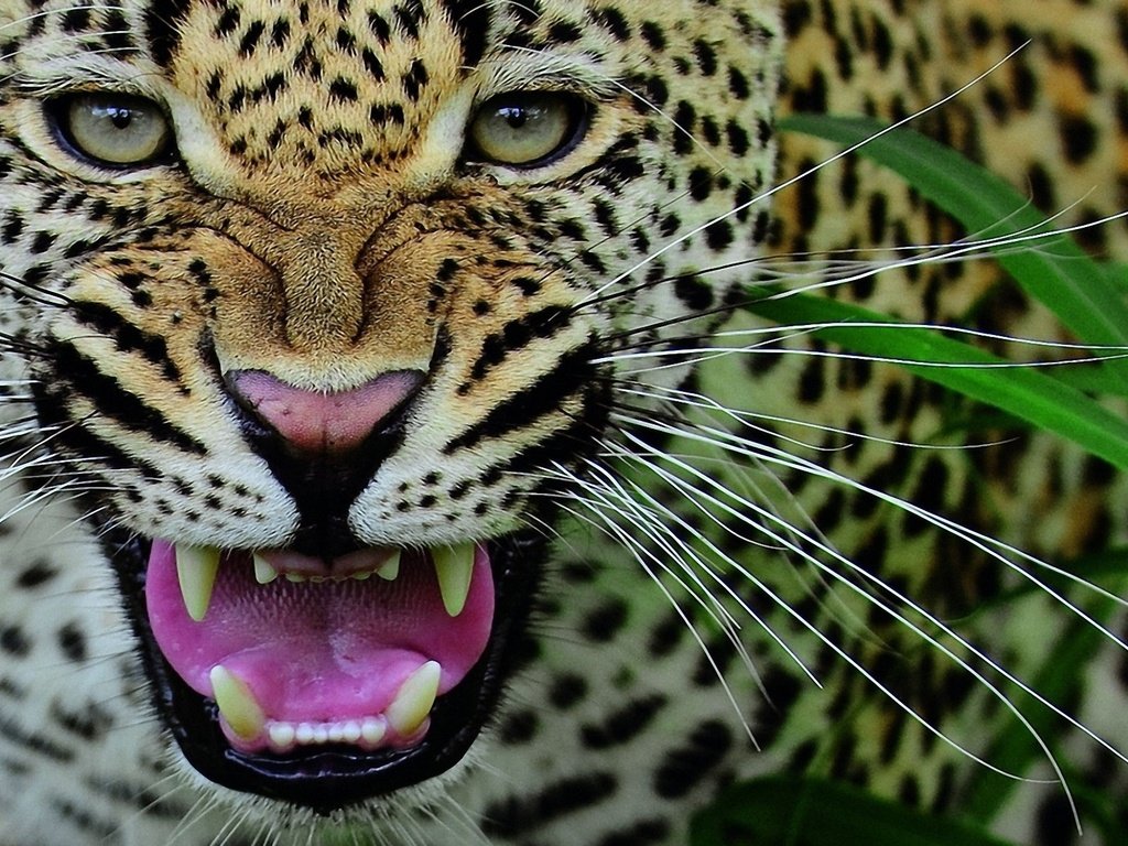 Обои морда, усы, леопард, клыки, хищник, оскал, face, mustache, leopard, fangs, predator, grin разрешение 1920x1200 Загрузить